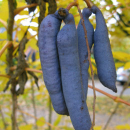 Árvore de feijão azul, azul salsicha
